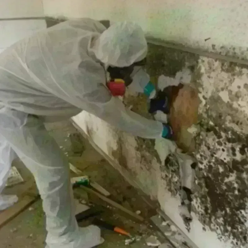 Mold Remediation and Removal in Aransas Pass, TX